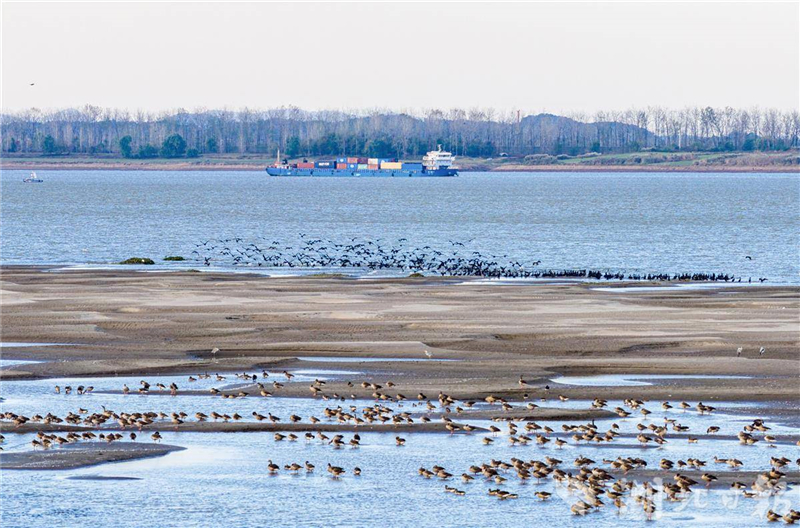 湖北黃石:長江候鳥翔集舞清波