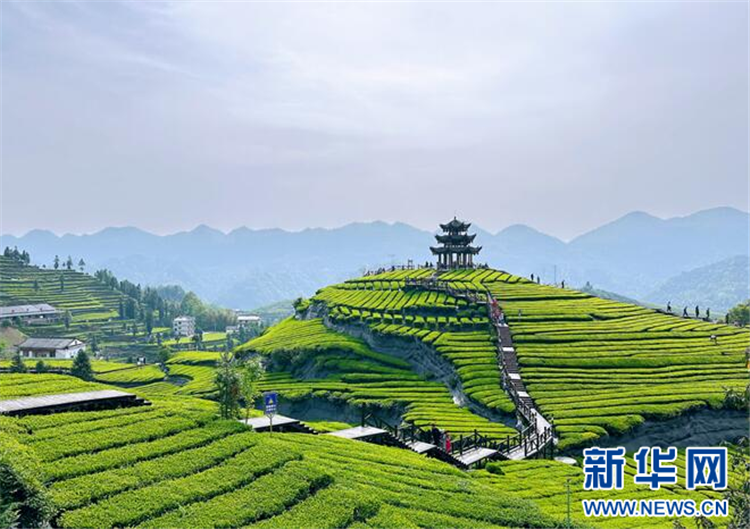 地理標誌賦能鄂西茶産業:一片葉子的産業覺醒_fororder_202505076ad0770477424162953884984b2cd360_202505079f1f8567b28542609b8a4eeb8ae884d4