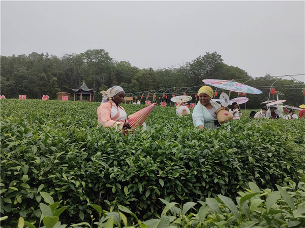 20多位國際友人探尋茶聖故里_fororder_微信圖片_20250519092055