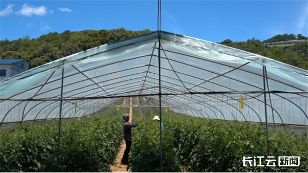 宜昌長陽:技術賦能 高山蔬菜“避雨延秋”促增收_fororder_45e6ec5c8c90f7f7b336e74843e03173