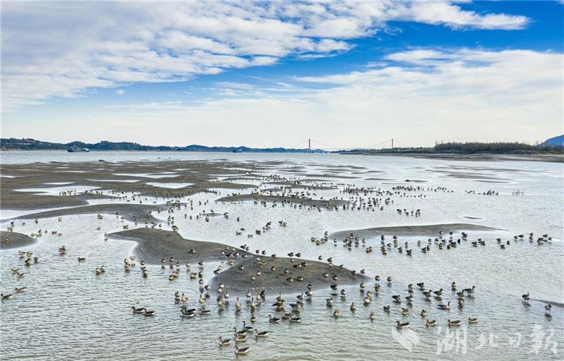 湖北黃石:長江候鳥翔集舞清波
