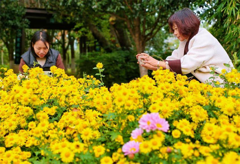 菊花爭奇鬥艷引客來