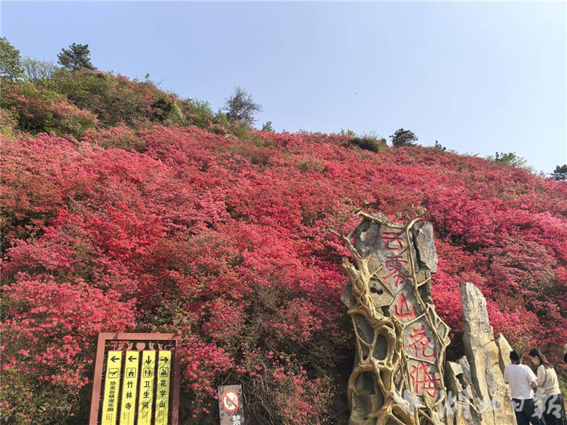 萬畝杜鵑次第開放！木蘭雲霧山賞花遊正當時_fororder_微信圖片_20250410093054