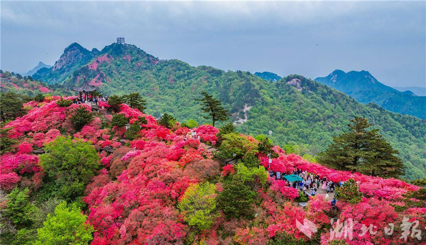 湖北麻城十萬畝杜鵑花海盛開迎客_fororder_微信圖片_20250425092419