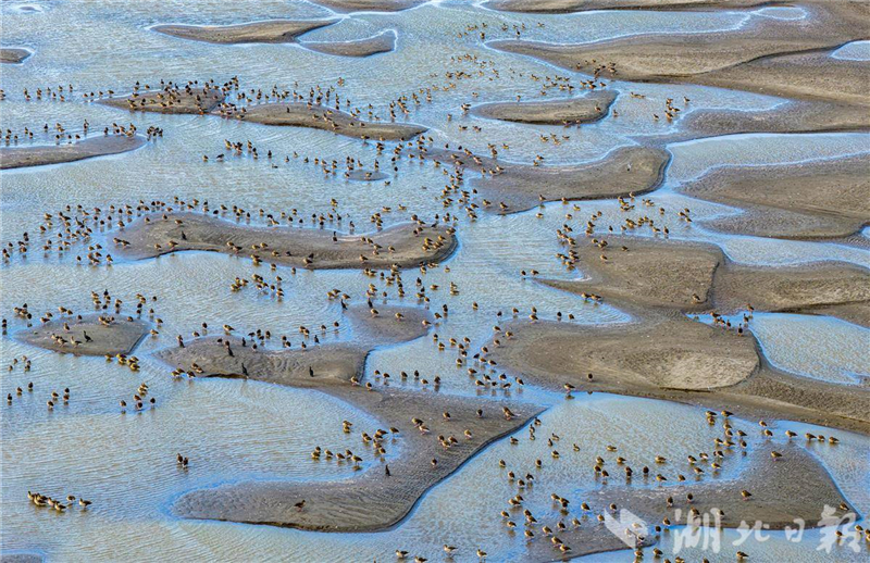 湖北黃石:長江候鳥翔集舞清波