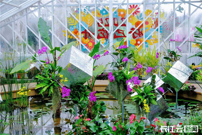 武漢植物園雙蘭展“玄”彩登場 23℃花屋開啟冬日溫暖花事