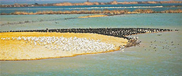 濕地大省護“腎”有方 湖北國家重要濕地總數居全國第一_fororder_微信圖片_2025-11-06_093038_971