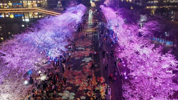 越夜越美！武漢夜櫻火爆出圈 人潮花海雙向奔赴