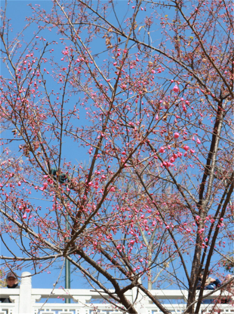 武漢早櫻綻放 龜山公園將迎來浪漫花季