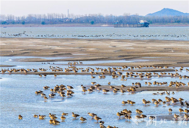 湖北黃石:長江候鳥翔集舞清波
