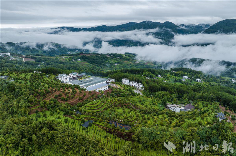 湖北春茶熱銷 每天超1.2萬件春茶快遞寄全國_fororder_23205950495645ccbfba577745e75be0
