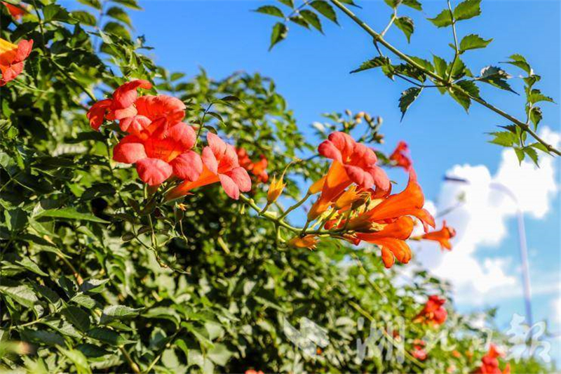 武漢：花開四季扮靚城市環線 古城新顏吸引市民打卡_fororder_e65ce694d5a841269b2011ad9a98eba1