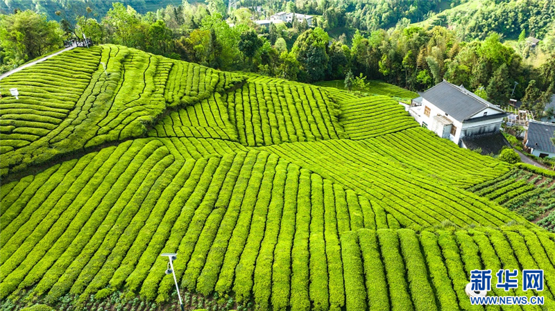湖北恩施：春風邂逅“玉露” 硒茶香飄海外_fororder_2025032786acc6f4895f44d9be0f549f011f1b8f_2025032628d314c1e3b0453586c1994ab8901ed1
