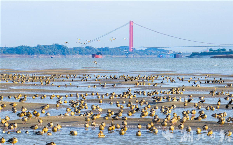 湖北黃石:長江候鳥翔集舞清波