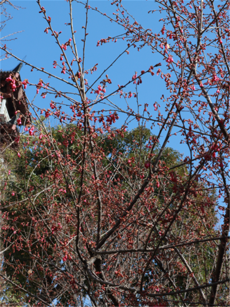 武漢早櫻綻放 龜山公園將迎來浪漫花季