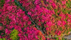 武漢木蘭雲霧山萬畝杜鵑次第開