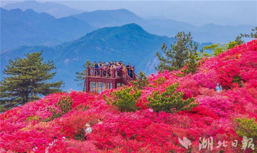 湖北麻城十萬畝杜鵑花海盛開迎客_fororder_微信圖片_20250425092413