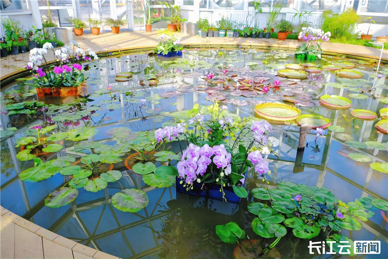 武漢植物園雙蘭展“玄”彩登場 23℃花屋開啟冬日溫暖花事