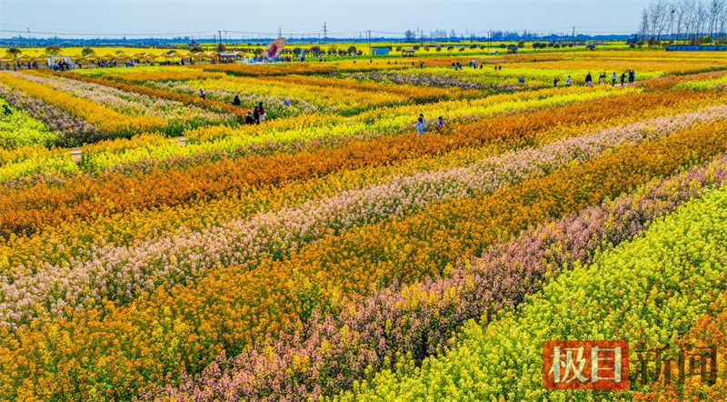 七彩油菜花引客來 湖北監利“程集古鎮七彩爛漫遊”啟幕