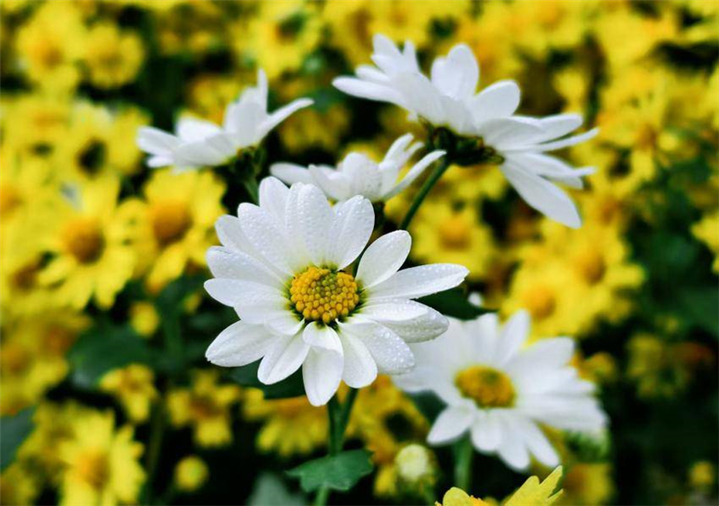 菊花爭奇鬥艷引客來