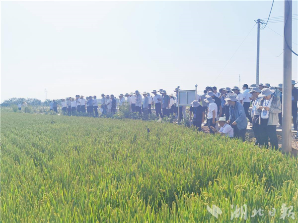 300多名院士專家齊聚 全國水稻界“頂流”盛會落地荊州_fororder_eb8bff6fcb2d4340bb0b4f3187c0136a