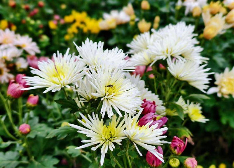 菊花爭奇鬥艷引客來