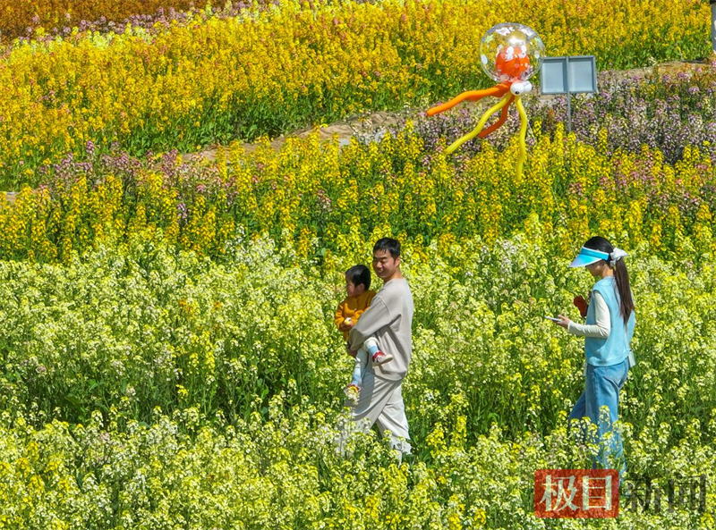 七彩油菜花引客來 湖北監利“程集古鎮七彩爛漫遊”啟幕