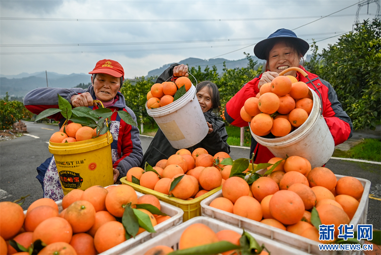 重慶萬州：玫瑰香橙豐收 結出增收果實