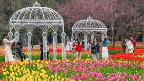 又到春花爛漫時｜10萬株鬱金香“上線” 到重慶動物園享春光