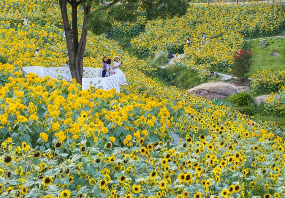 重慶巴南：50余畝向日葵花海璀璨綻放