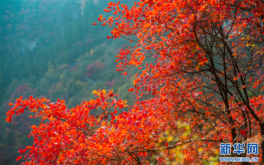 重慶：三峽紅葉綴青山 巫山雲海奔騰來