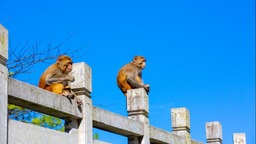 “China Travel”到重慶！武陵山大裂谷驚艷國際文旅舞臺