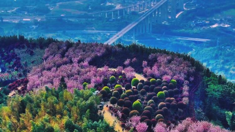 重慶奇幻森林酷似“愛麗絲同款仙境”