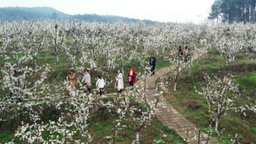 重慶銅梁：石魚賞花季浪漫開啟 “花果經濟”為鄉村振興添活力