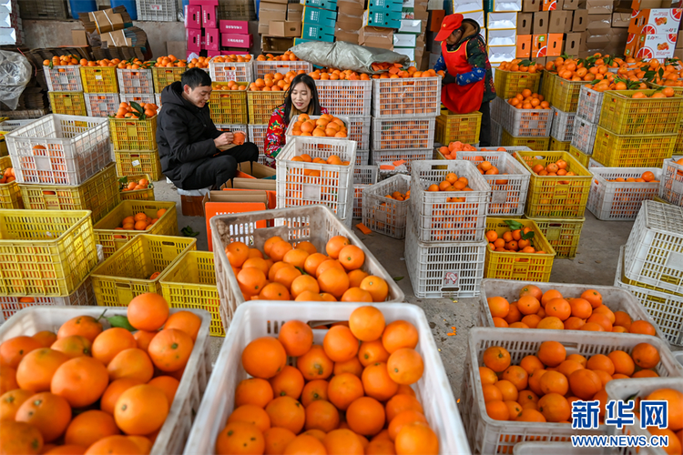 重慶萬州：玫瑰香橙豐收 結出增收果實