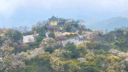 重慶：春光加 “碚” 市民共赴賞花之約