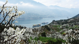 第七屆長江三峽（巫山）李花節將於3月15日舉行