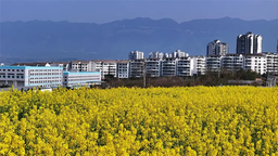 重慶忠縣：油菜花開醉千山 江岸美景添新章
