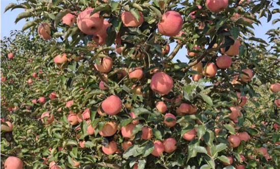 紅枝挂果甜到心 果農豐收笑開顏_fororder_普蘭店果