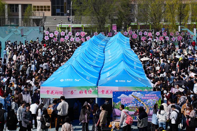 “吉大賞杏”穩居春城朋友圈“C位”