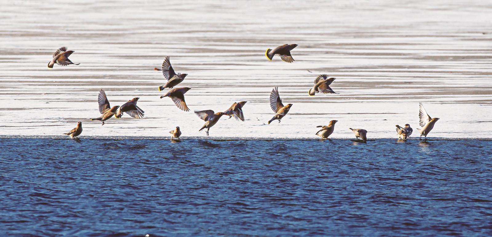 松原：冬日美麗生態畫卷