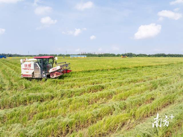 總産量1318.8萬噸!2025年廣東糧食生産再獲豐收