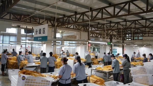 貴州鎮遠縣涌溪鄉8850畝“金葉”開秤豐收 古樓坪萬擔收購點喜迎開門紅_fororder_煙葉收購點一派繁忙景象.JPG