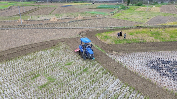 貴州仁懷茅壩鎮：稻油輪作助增收 機械助力搶農時_fororder_旋耕機正在翻耕土地