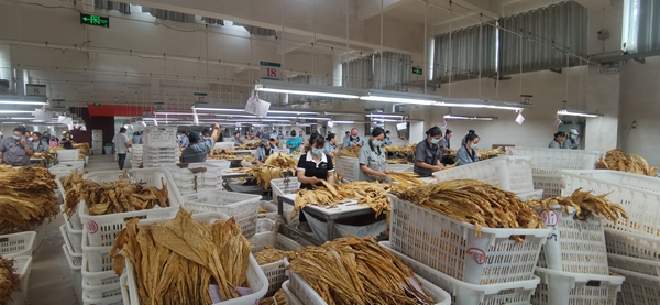 貴州鎮遠縣㵲陽鎮：磅秤落定金聲起 煙農笑迎豐收季_fororder_圖片2
