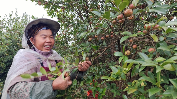 貴州貴定:6000余畝油茶迎豐收_fororder_村民採摘油茶果 (1)