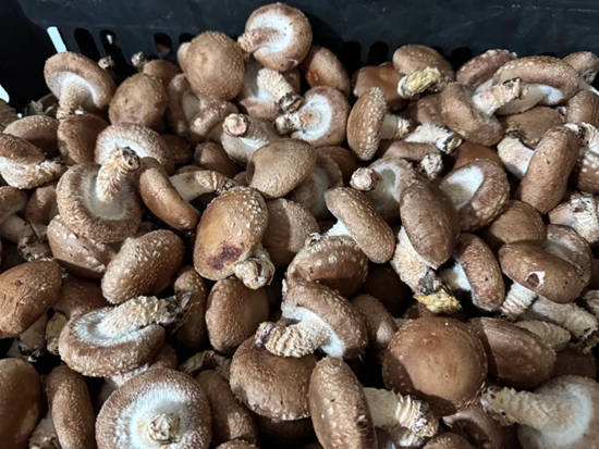 貴州正安:聯農帶農“金鑰匙”解鎖産業富民“新密碼”_fororder_640 (1)