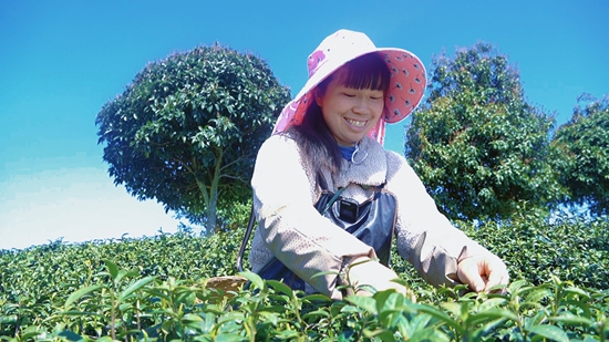 投産15萬畝 貴州思南春茶全面開採_fororder_微信圖片_20250327140424