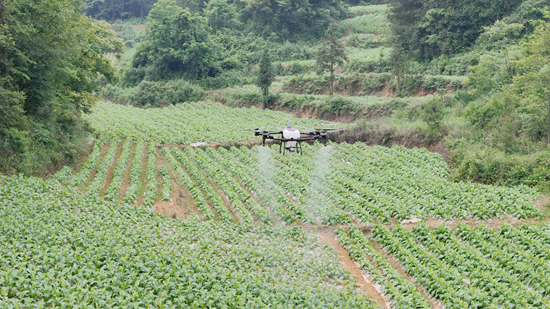貴州仁懷：“無人機飛防+技術指導” 烤煙管護進行時_fororder_仁懷市後山鄉烤煙地無人機飛防場景 余甚君拍攝