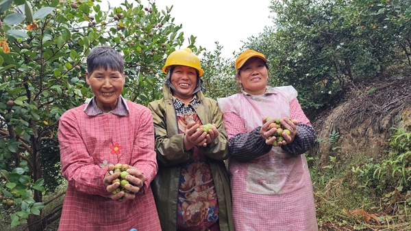 貴州貴定:6000余畝油茶迎豐收_fororder_油茶果迎豐收,村民笑開顏